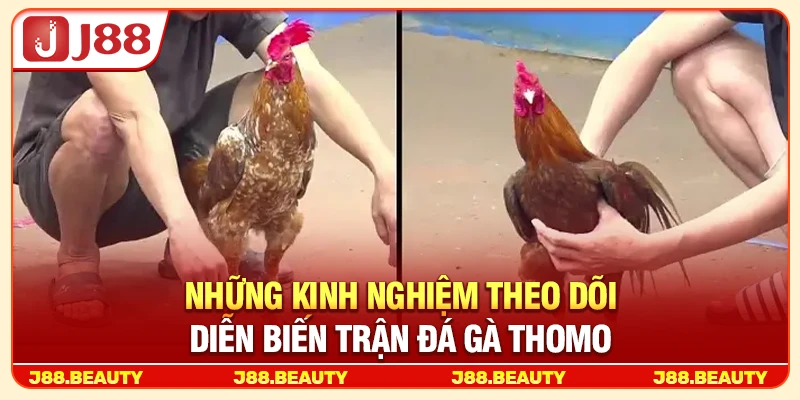 Những kinh nghiệm theo dõi diễn biến trận đá gà Thomo