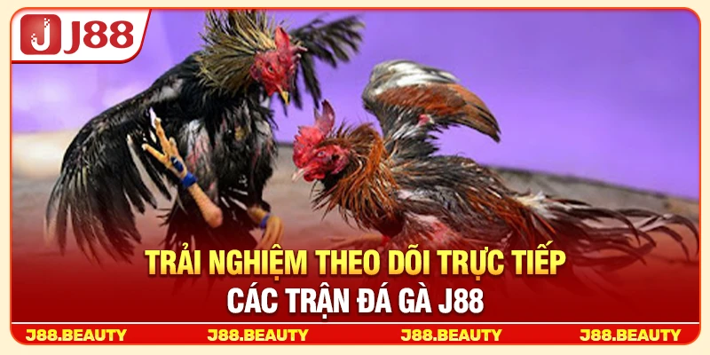 Trải nghiệm theo dõi trực tiếp các trận đá gà J88